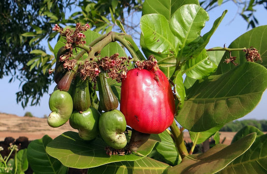 Sri Lanka's finest Cashew Nuts