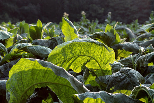Ceylon Tobacco: A Historical and Cultural Overview